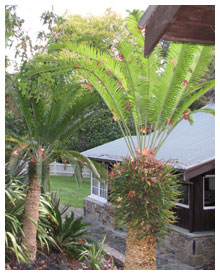 cycad treated