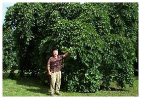 elm tree after treatment elm tree after treatment