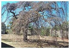 elm tree before treatment elm tree before treatment