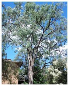 eucalyptus tree