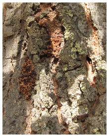 fruit tree borer