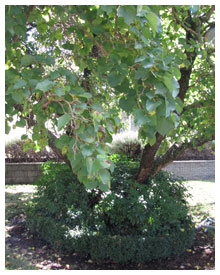 mulberry leaf spot