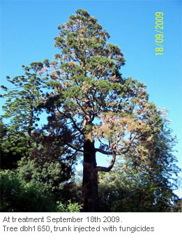 Tree-Injection-Trials-on-Giant-Sequoia_1