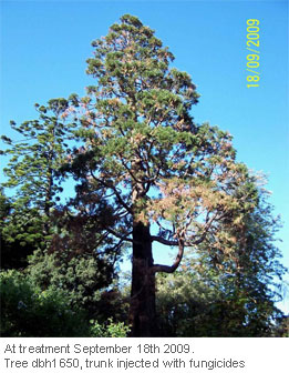 Tree-Injection-Trials-on-Giant-Sequoia_2