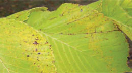 Elm-Leaf-Spot_1