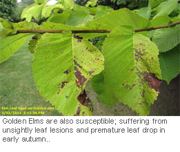 Elm-Leaf-Spot