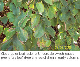 Elm-Leaf-Spot