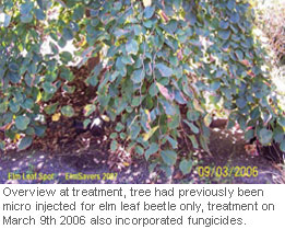 Elm-Leaf-Spot