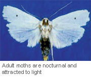 fruit-tree-borer-adult-moth