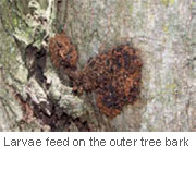fruit-tree-borer-feed-on-tree-bark