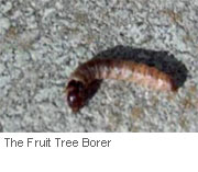 fruit-tree-borer-larvae