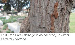 fruit-tree-damage-2