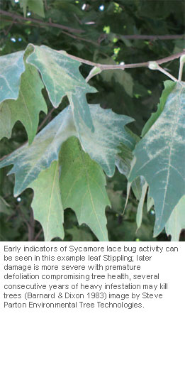 sycamore-lace-bug-4a