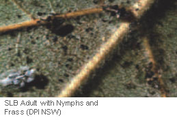 SLB Adult with Nymphs and Frass (DPI NSW)