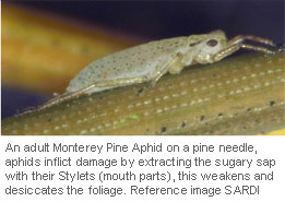monterey-pine-aphid_1