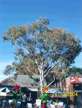 Corymbia-Citriodora-aka-Lemon-Scented-Gum_1