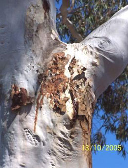 Corymbia-Citriodora-aka-Lemon-Scented-Gum_10