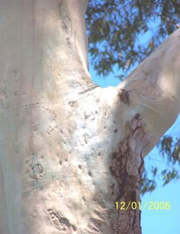 Corymbia-Citriodora-aka-Lemon-Scented-Gum_11