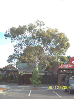 Corymbia-Citriodora-aka-Lemon-Scented-Gum_2