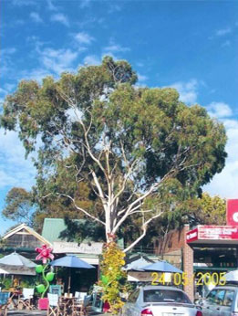 Corymbia-Citriodora-aka-Lemon-Scented-Gum_3