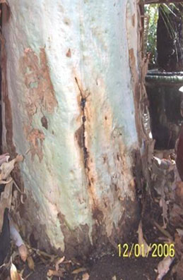 Corymbia-Citriodora-aka-Lemon-Scented-Gum_7