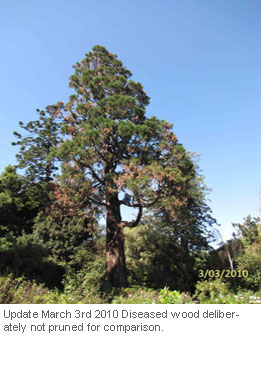 Tree-Injection-Trials-on-Giant-Sequoia_2