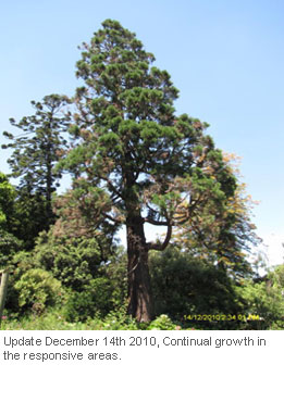 Tree-Injection-Trials-on-Giant-Sequoia_3