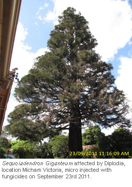 Tree-Injection-Trials-on-Giant-Sequoia_7