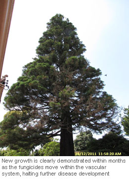 Tree-Injection-Trials-on-Giant-Sequoia_8