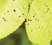 elm-leaf-beatle_summury_4b