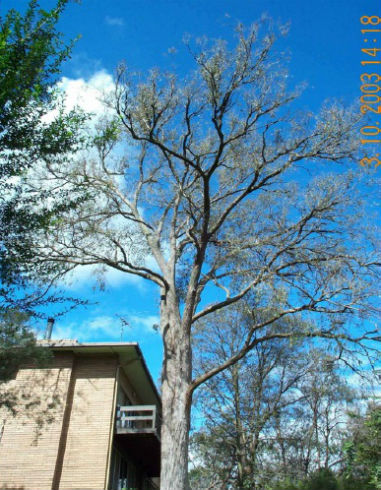 Phytophthora-Treatments Phytophthora-Treatments