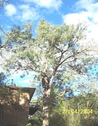 Phytophthora-Treatments Phytophthora-Treatments