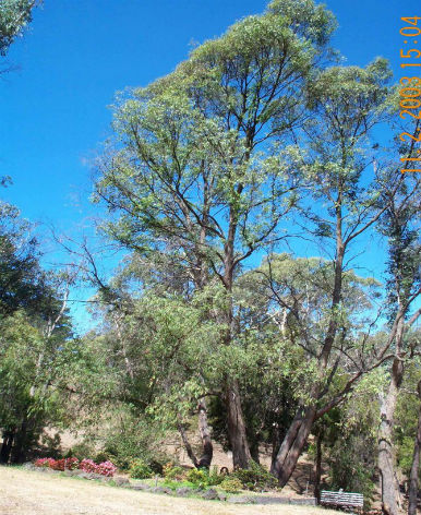 Phytophthora-Treatments Phytophthora-Treatments