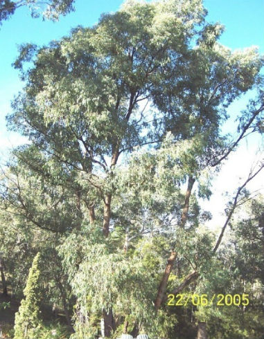 Phytophthora-Treatments Phytophthora-Treatments