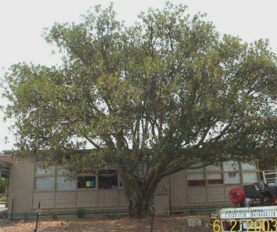 Phytophthora-Treatments Phytophthora-Treatments