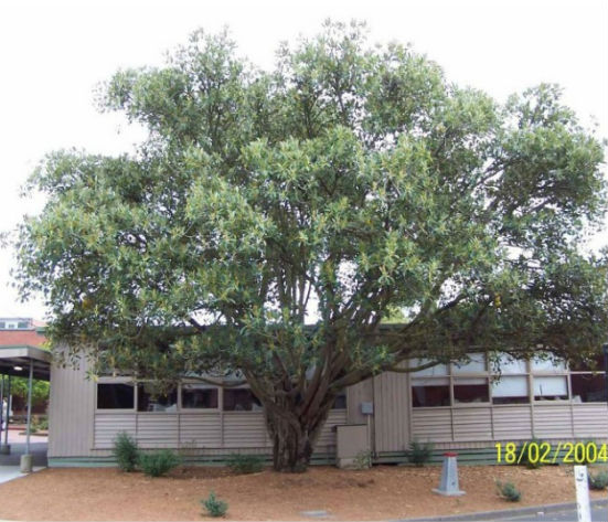 Phytophthora-Treatments Phytophthora-Treatments