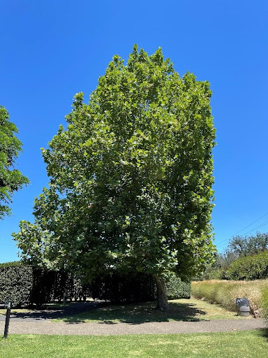 Plane Tree Anthracnose- Winter Treatments Underway Now.