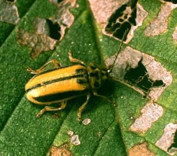 Elm Leaf Beetles