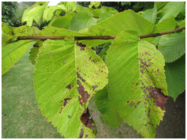 Elm Leaf Spot
