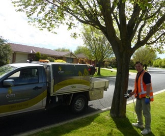 Elmsavers helps Protect 600 Elm trees in Bathurst