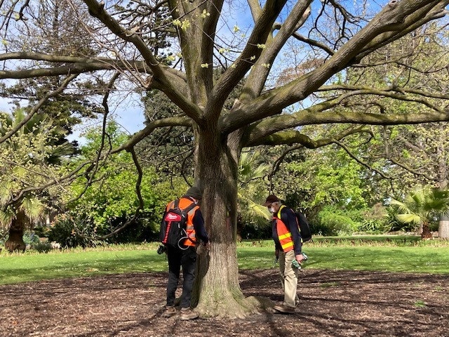 Elmsavers-Protecting Hobsons Bay Elm Trees