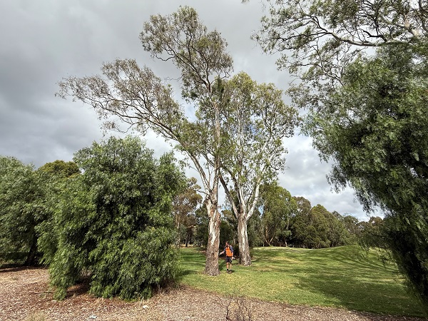 City of Melbourne Trials Ema-ject® RTU Tree Injectable Insecticide in River Red Gums