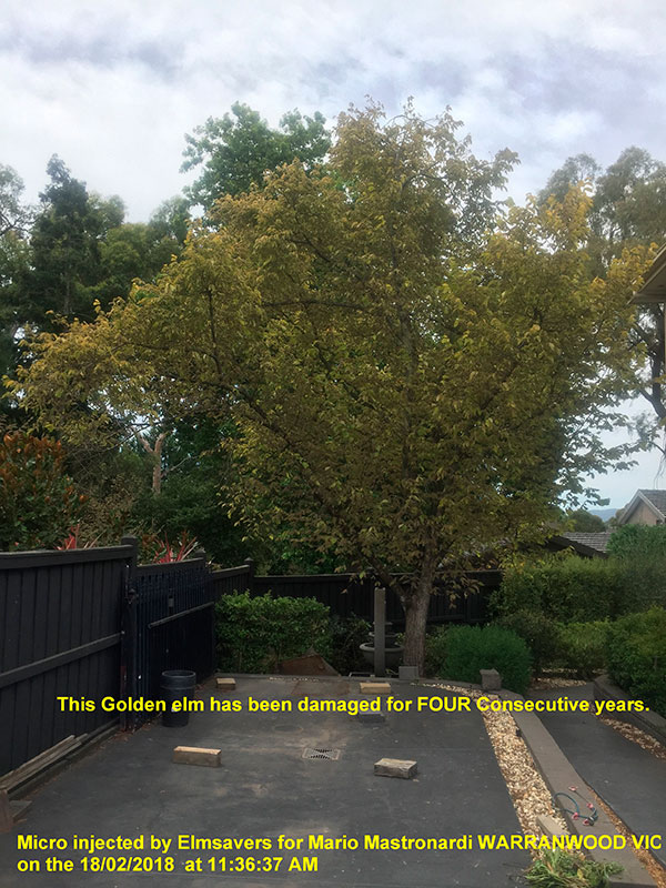Golden Elm Tree Damage Solution
