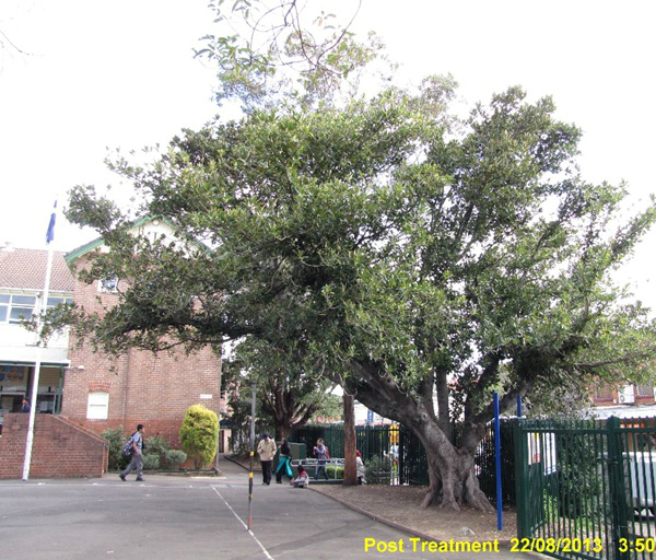 Moreton Bay Fig Psyllid Treatments