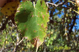 White Spots On Mulberry Tree Leaves