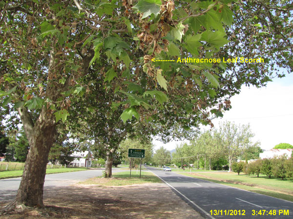 Plane Tree Anthracnose Disease