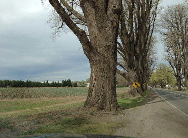 Soil Injecting Elm Trees with imidacloprid is a Risk to Bees and the Environment