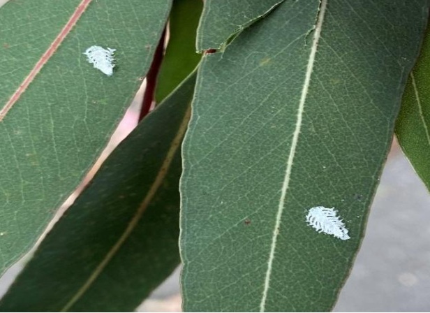 SGLP Spotted Gum Lerp Eucalyptoma maideni