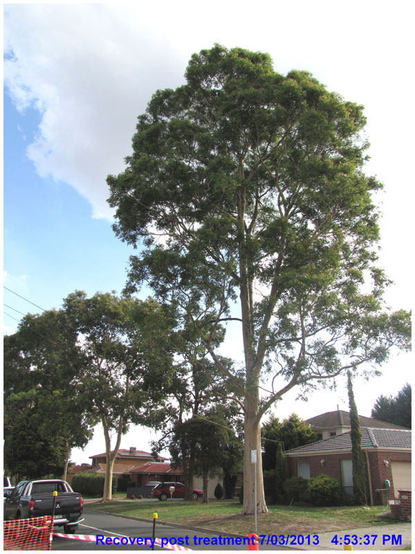 Spotted Gum Recovery