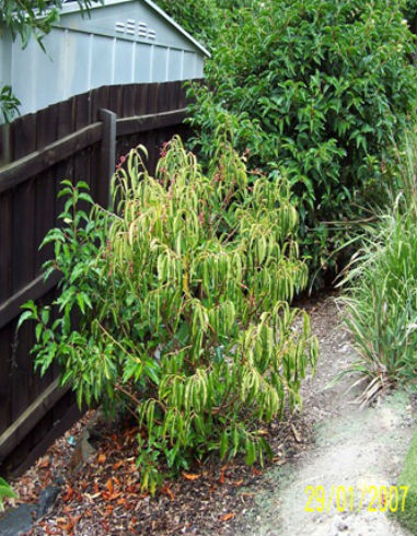Treatments-for-Phytophthora